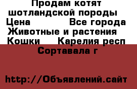 Продам котят шотландской породы › Цена ­ 2 000 - Все города Животные и растения » Кошки   . Карелия респ.,Сортавала г.